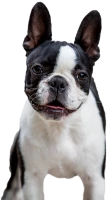 WEBP