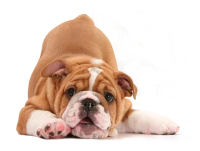 WEBP
