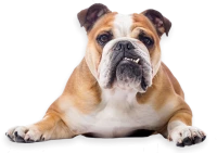 WEBP